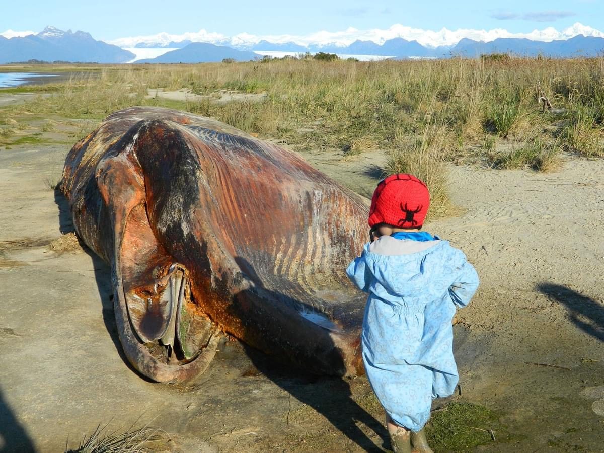 Baleine de Sei échouée sur la rive, avec un enfant qui l'observe