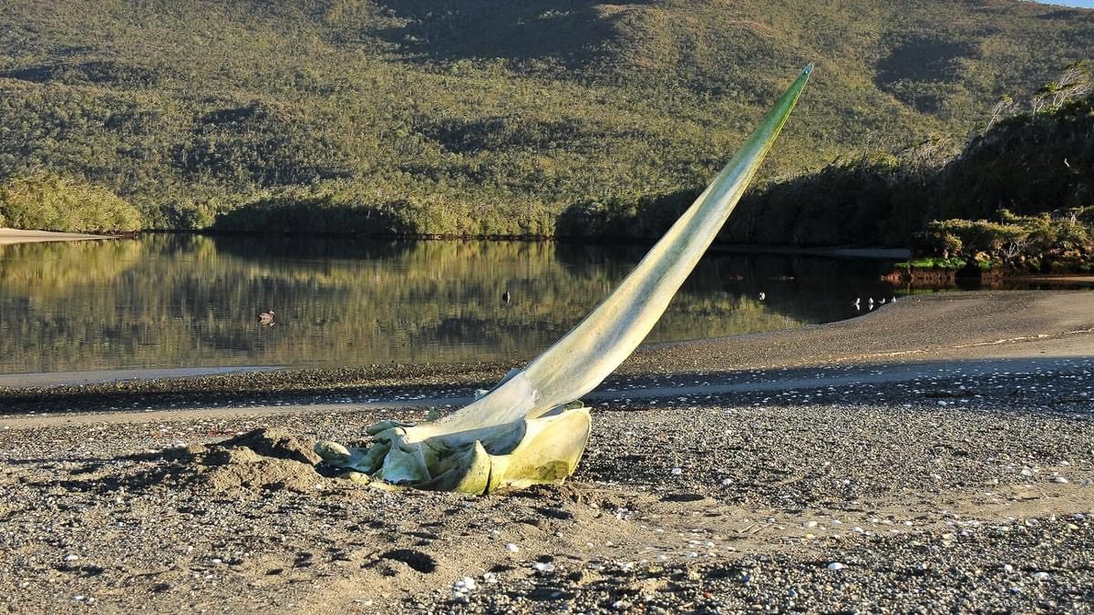 Os de la baleine sur la rive