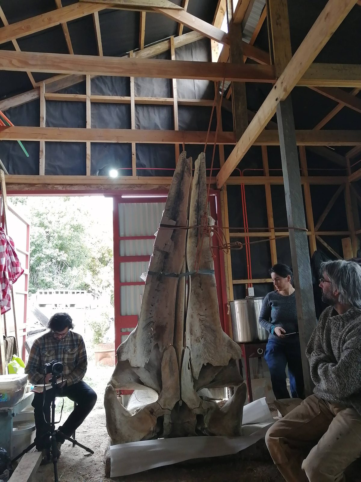 Crâne de la baleine dans l'atelier de restauration