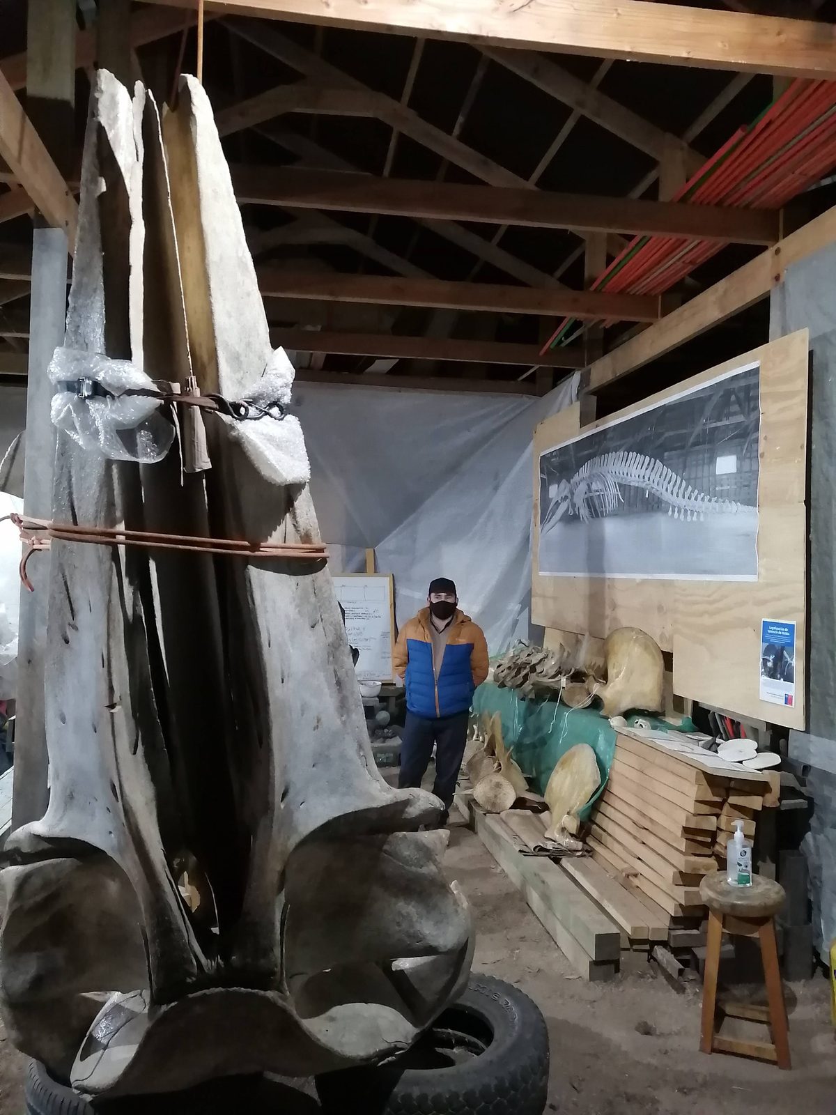 Crâne de la baleine suspendu dans l'atelier