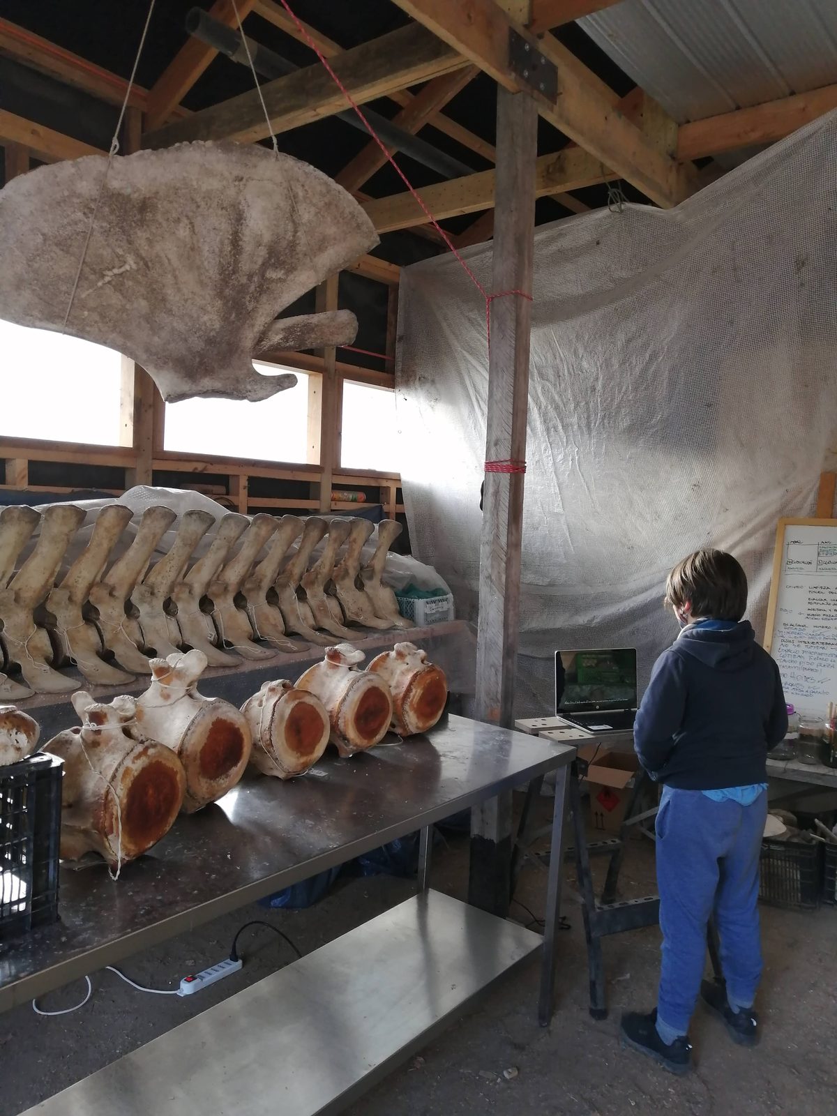 Vertèbres de la baleine sur une table de l'atelier