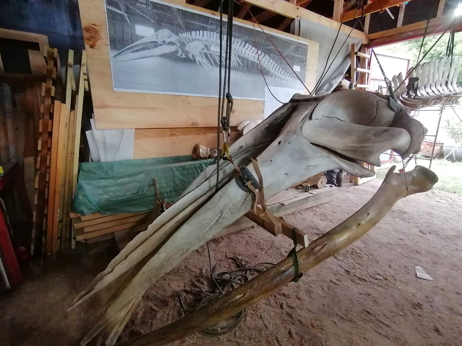 Crâne et mâchoires de la baleine suspendus dans l'atelier