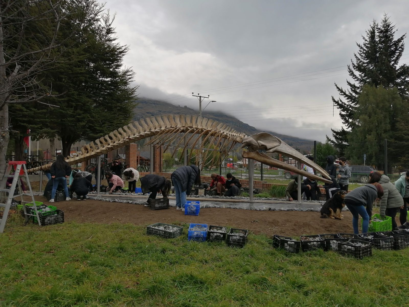 Montage du squelette de la baleine avec l'aide de la communauté
