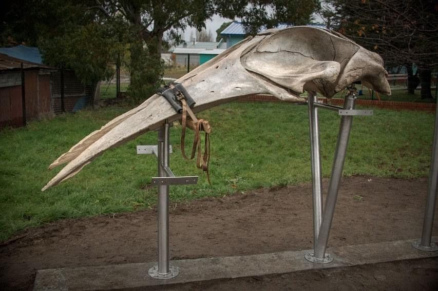 Crâne et mâchoires de la baleine montés sur des supports métalliques